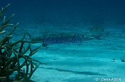 Sphyraena-barracuda Grand barracuda-Bonaire Tolo-15m-20180222-Denis-ADER-DSC_7547_tn